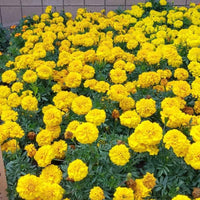 Marigold Bonanza Yellow Seed