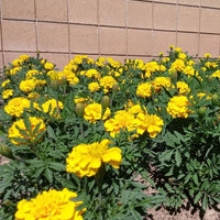 Marigold Bonanza Yellow Seed