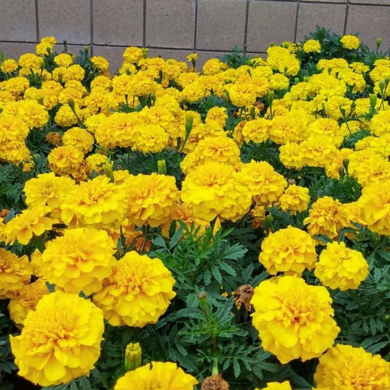 Marigold Bonanza Yellow Seed