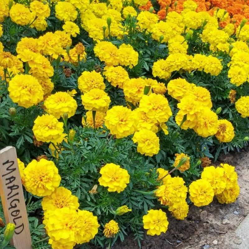 Marigold Bonanza Yellow Seed