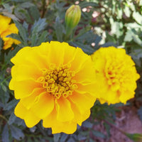 Marigold Bonanza Yellow Seed