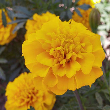 Marigold Bonanza Yellow Seed