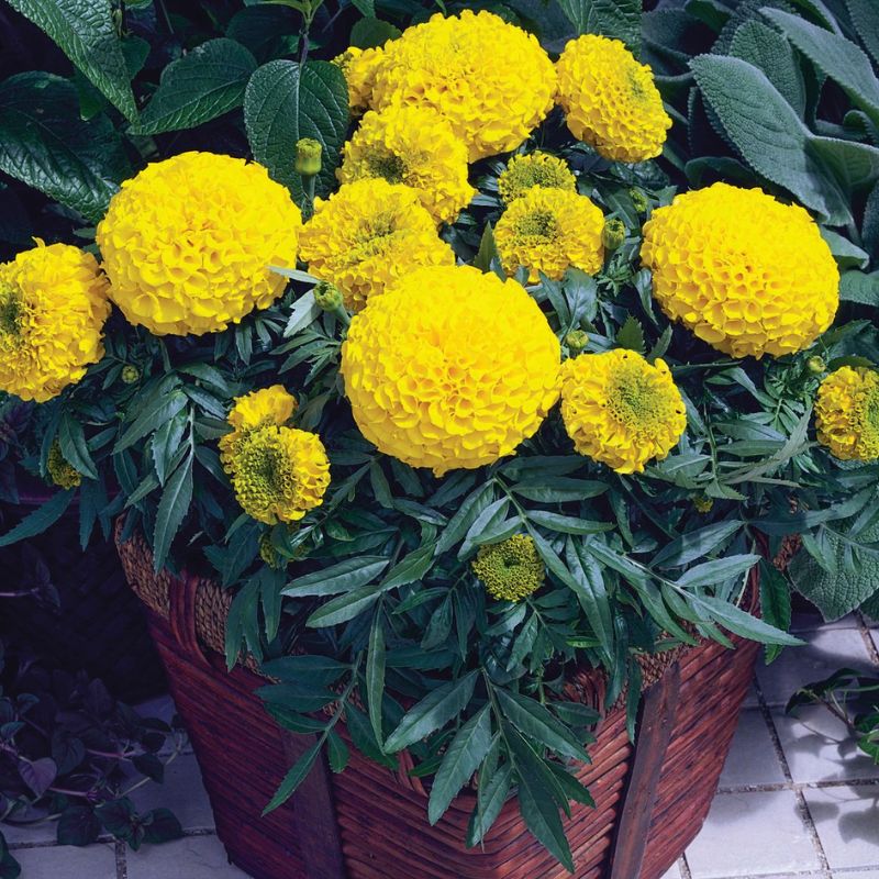 Marigold Antigua Gold F1 Seed