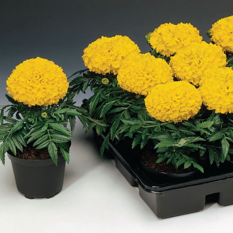 Marigold Antigua Gold F1 Seed