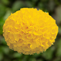 Marigold Antigua Gold F1 Seed