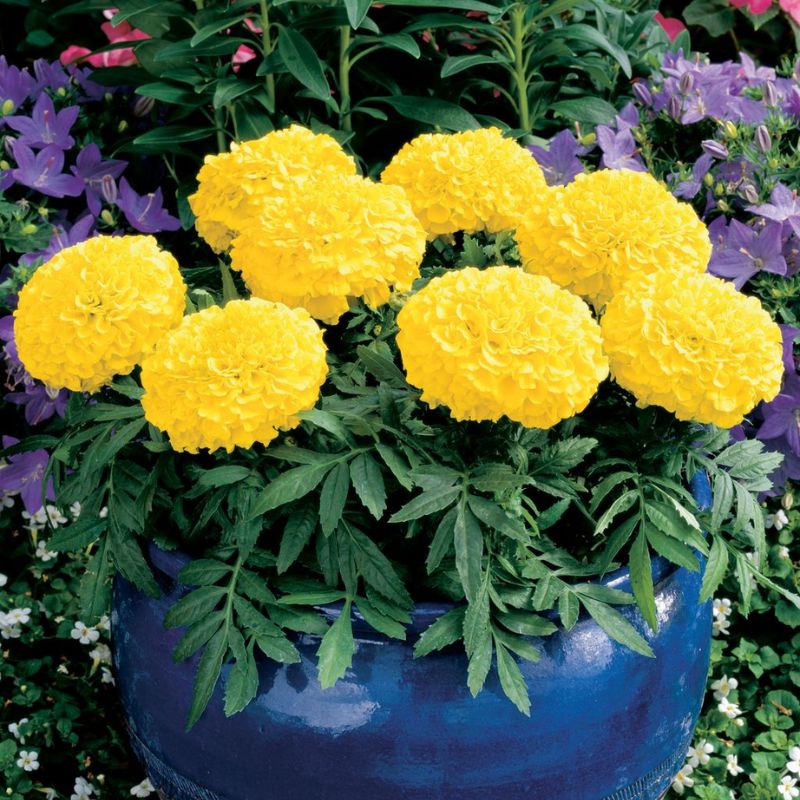 Marigold Antigua Yellow F1 Seed