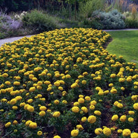 Marigold Antigua Yellow F1 Seed