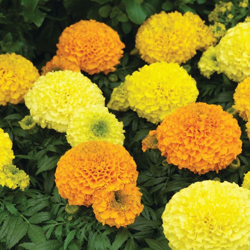 Marigold Antigua Mix F1 Seed