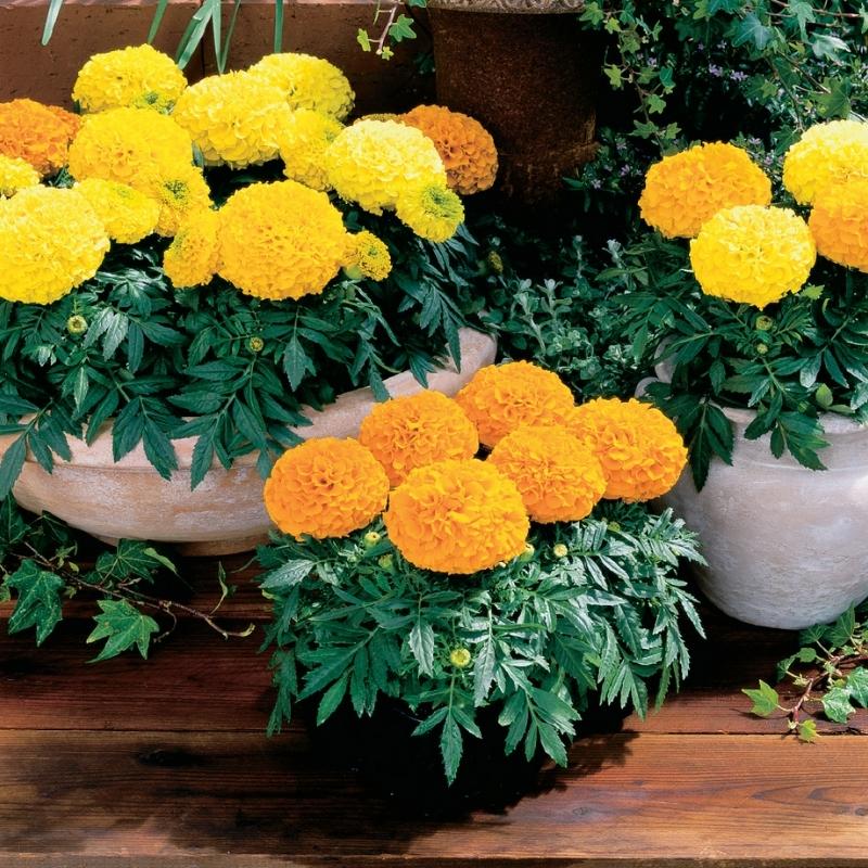 Marigold Antigua Mix F1 Seed