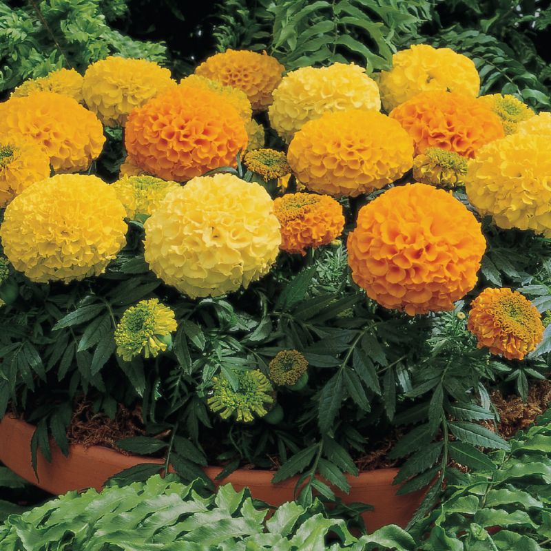 Marigold Antigua Mix F1 Seed