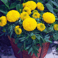 Marigold Antigua Mix F1 Seed