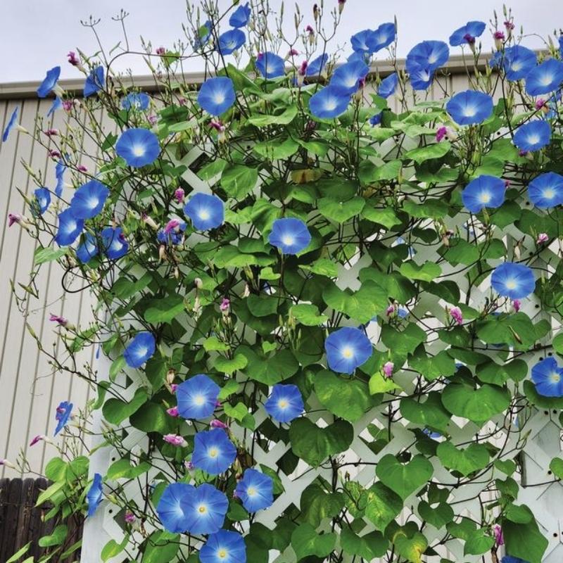 Ipomoea Heavenly Blue Seed