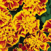 Marigold Bonanza Bee Seed