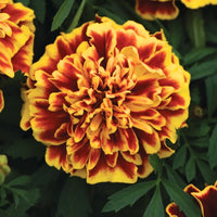 Marigold Bonanza Bee Seed