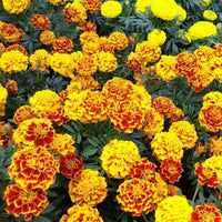 Marigold Bonanza Bee Seed