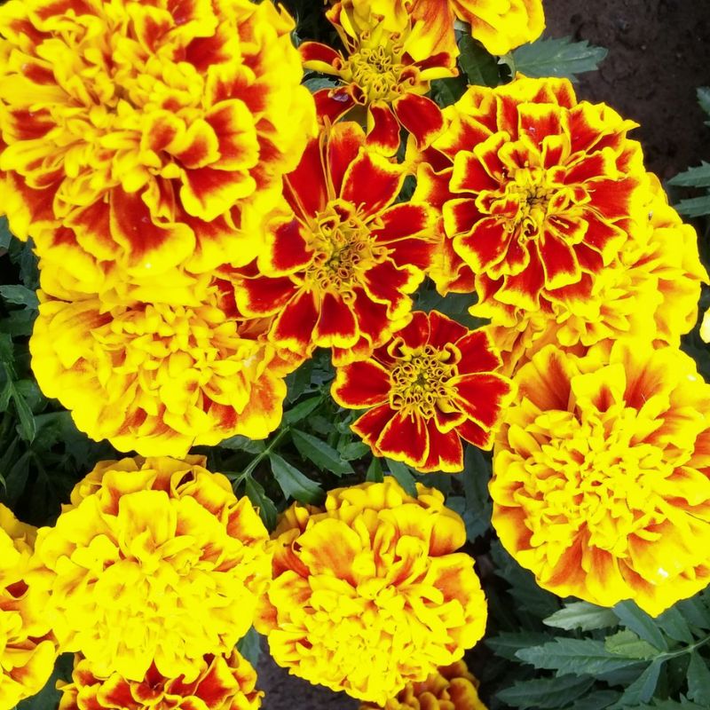 Marigold Bonanza Bee Seed