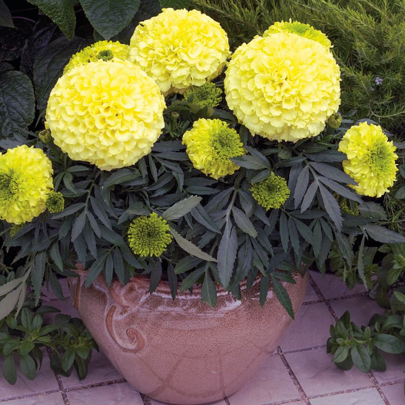 Marigold Antigua Primrose F1 Seed