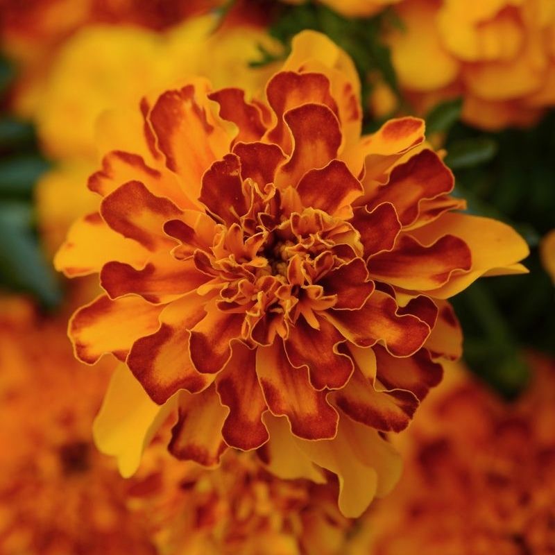 Marigold Bonanza Bolero Seed