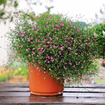 Gypsophila Gypsy Deep Rose Seed