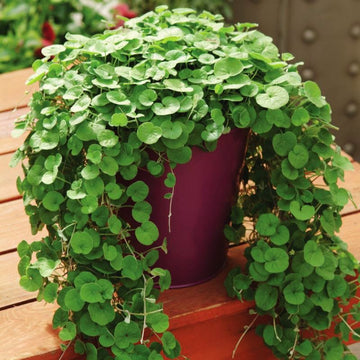 Dichondra Emerald Falls Seed