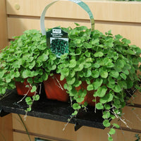 Dichondra Emerald Falls Seed