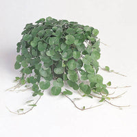 Dichondra Emerald Falls Seed