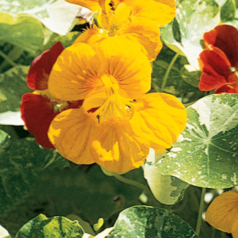 Nasturtium Alaska Mix Seed