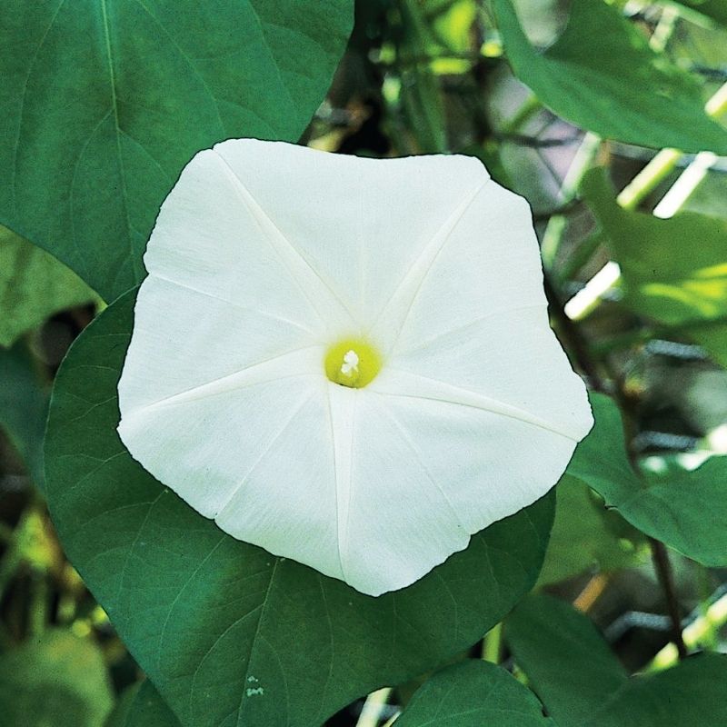 Ipomoea Moonflower Giant White Seed