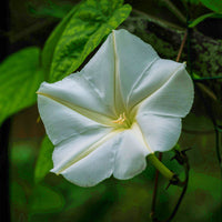 Ipomoea Moonflower Giant White Seed