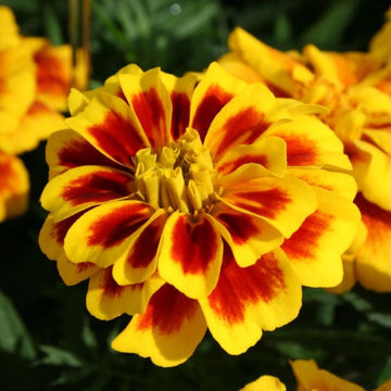 Marigold Safari Yellow Fire Seed