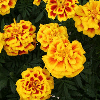 Marigold Safari Yellow Fire Seed