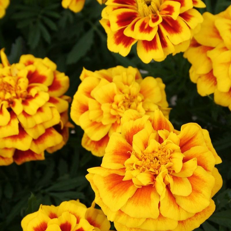 Marigold Safari Yellow Fire Seed