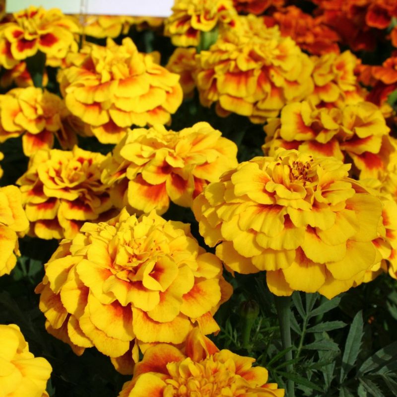 Marigold Safari Yellow Fire Seed