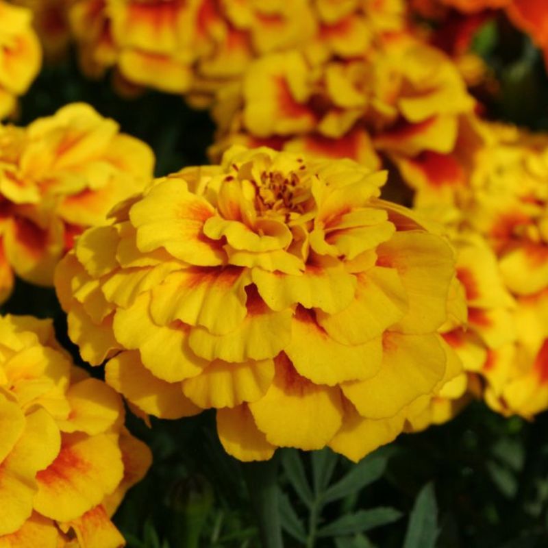 Marigold Safari Yellow Fire Seed