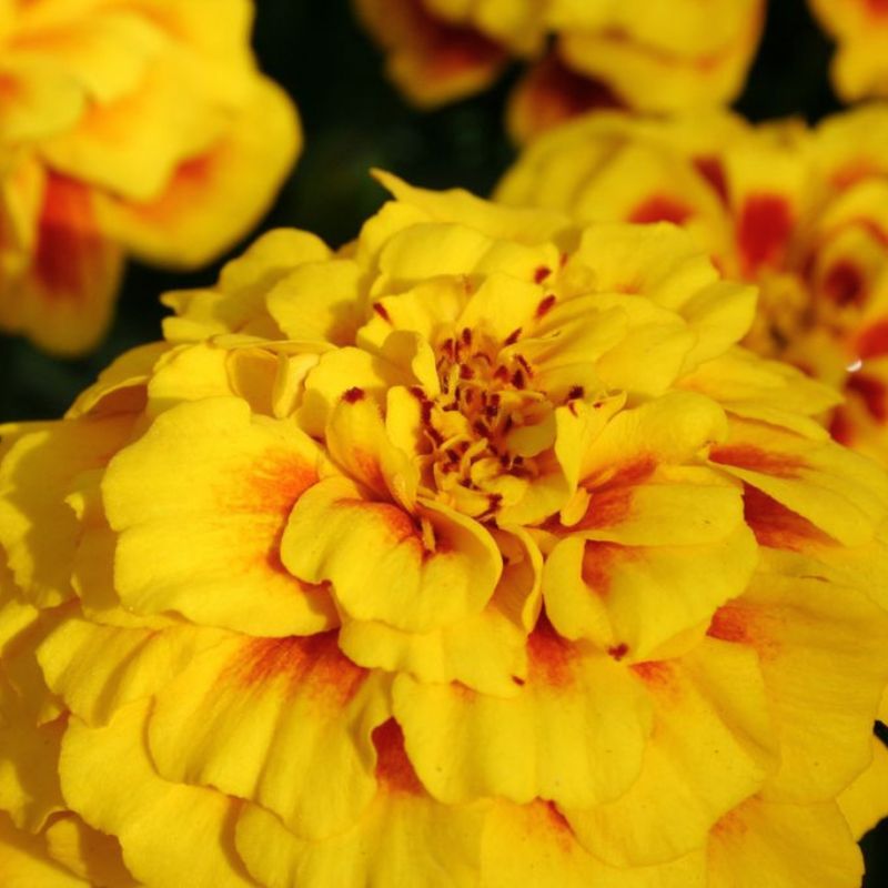 Marigold Safari Yellow Fire Seed