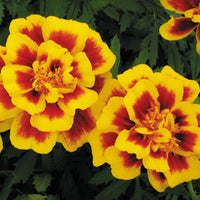 Marigold Safari Yellow Fire Seed