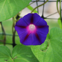 Ipomoea Grandpa Ott Seed