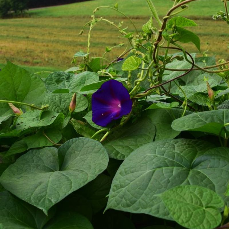 Ipomoea Grandpa Ott Seed