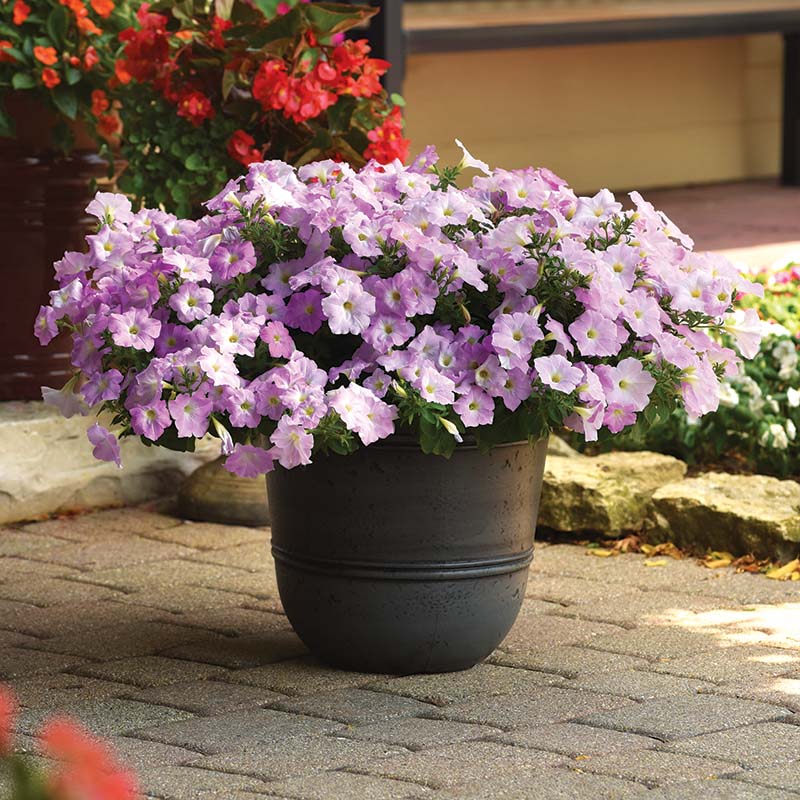 Petunia Wave Misty Lilac F1 Seed