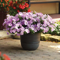 Petunia Wave Misty Lilac F1 Seed