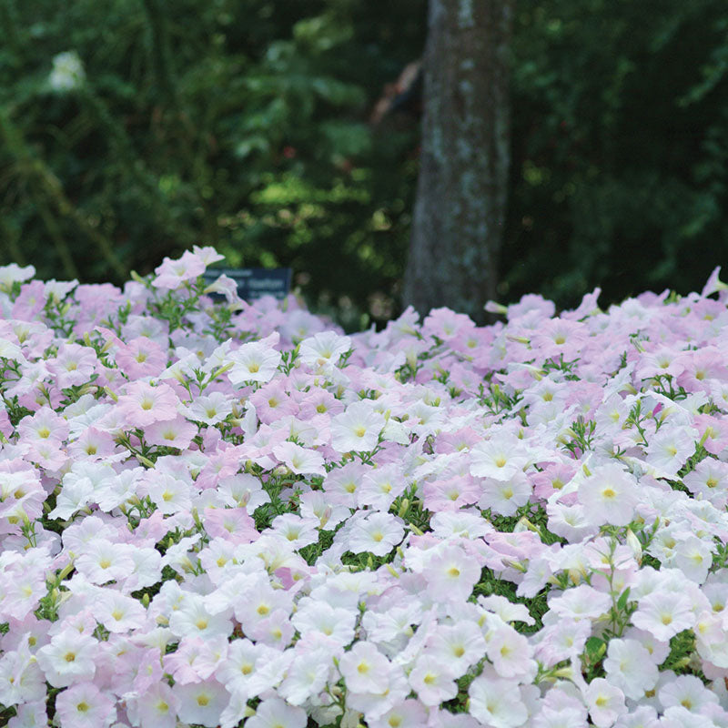 Petunia Wave Misty Lilac F1 Seed