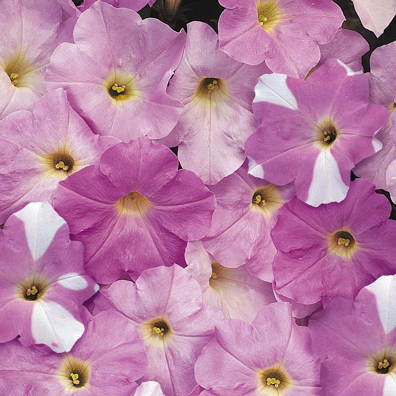 Petunia Wave Misty Lilac F1 Seed