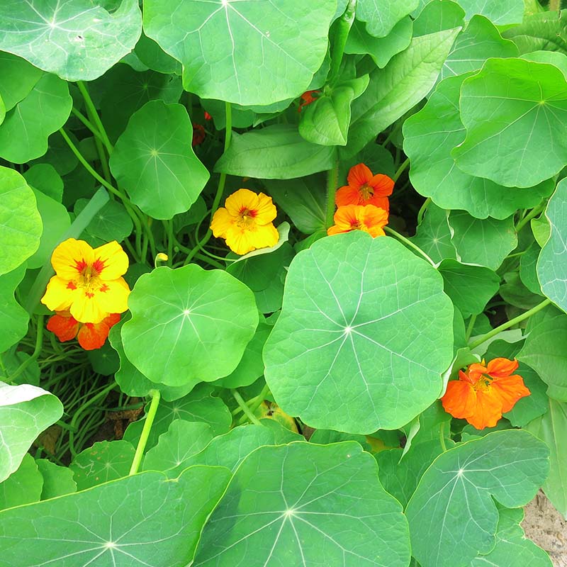 Nasturtium Jewel Mix Seed