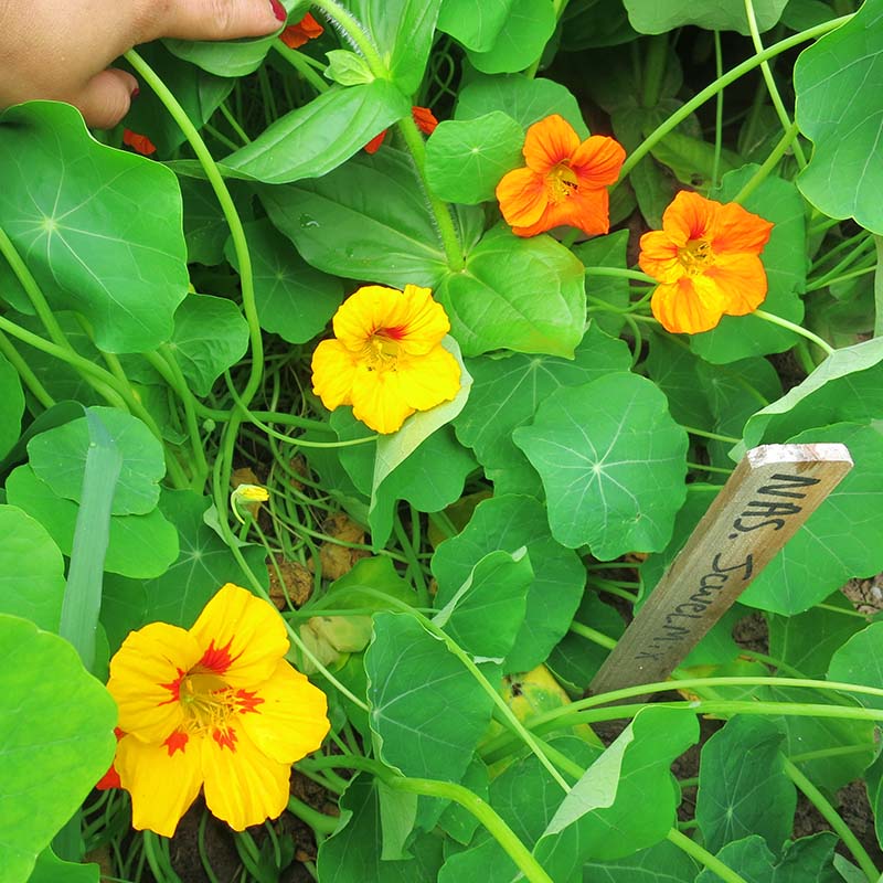 Nasturtium Jewel Mix Seed