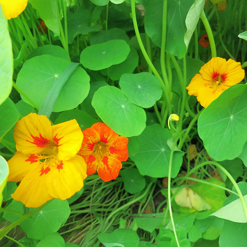 Nasturtium Jewel Mix Seed