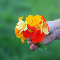 Nasturtium Jewel Mix Seed