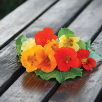 Nasturtium Jewel Mix Seed