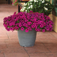 Petunia Wave Purple Classic F1 Seed