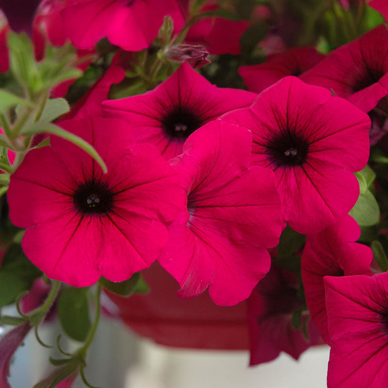 Petunia Wave Purple Classic F1 Seed