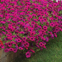 Petunia Wave Purple Classic F1 Seed